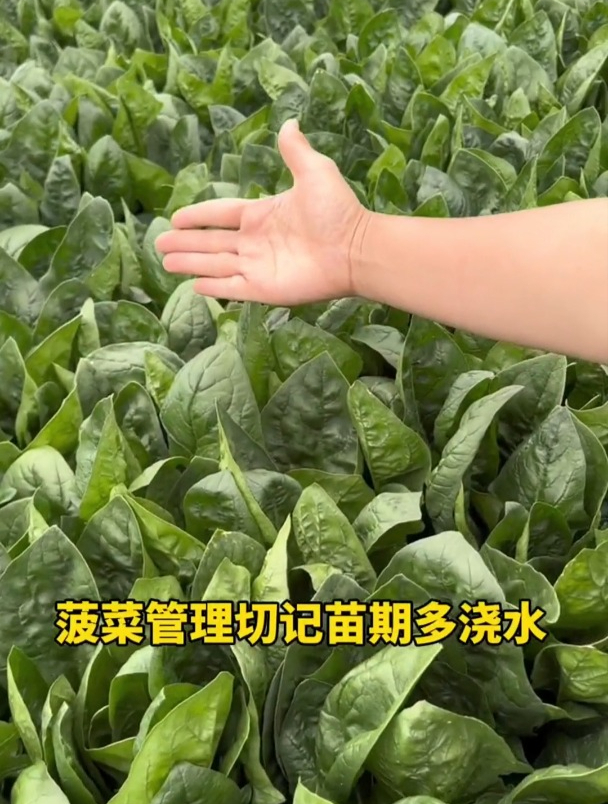 秋冬种白菜,选择耐寒品种,撒籽前泡水12个小时,出苗快长得齐