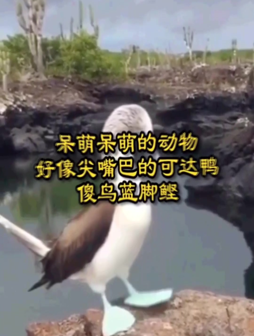 呆萌呆萌的动物,好像尖嘴巴的可达鸭,傻鸟蓝脚鲣