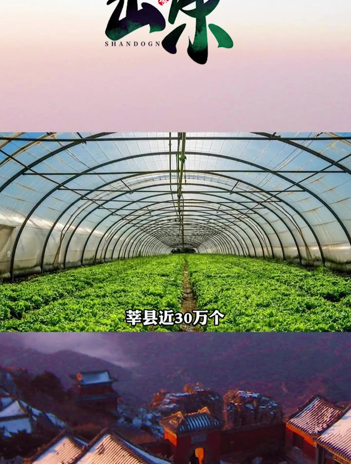 莘县蔬菜种植面积比寿光大,为什么寿光比莘县更有名