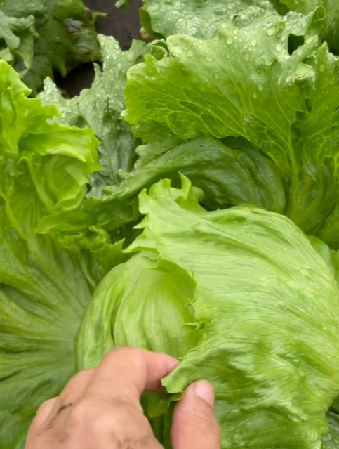 生吃没有苦味的“结球生菜”口感脆甜,涮火锅汉堡包都离不开它!
