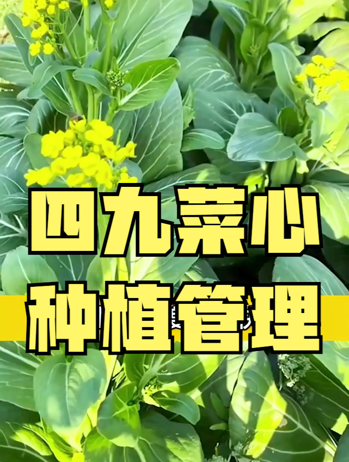 才知道!广东菜心和宁夏菜心区别这么大,菜农:口感差别太大了
