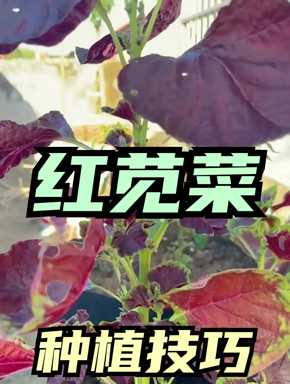 红苋菜不会种?掌握这个“秘诀”,不烂根发芽快!