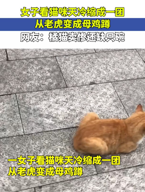女子看猫咪天冷缩成一团,从老虎变成母鸡蹲,橘猫卖惨还缺只碗!