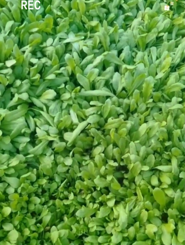 想吃芥菜怎么办?教你在家自己种,种一次能吃一年,营养价值高!