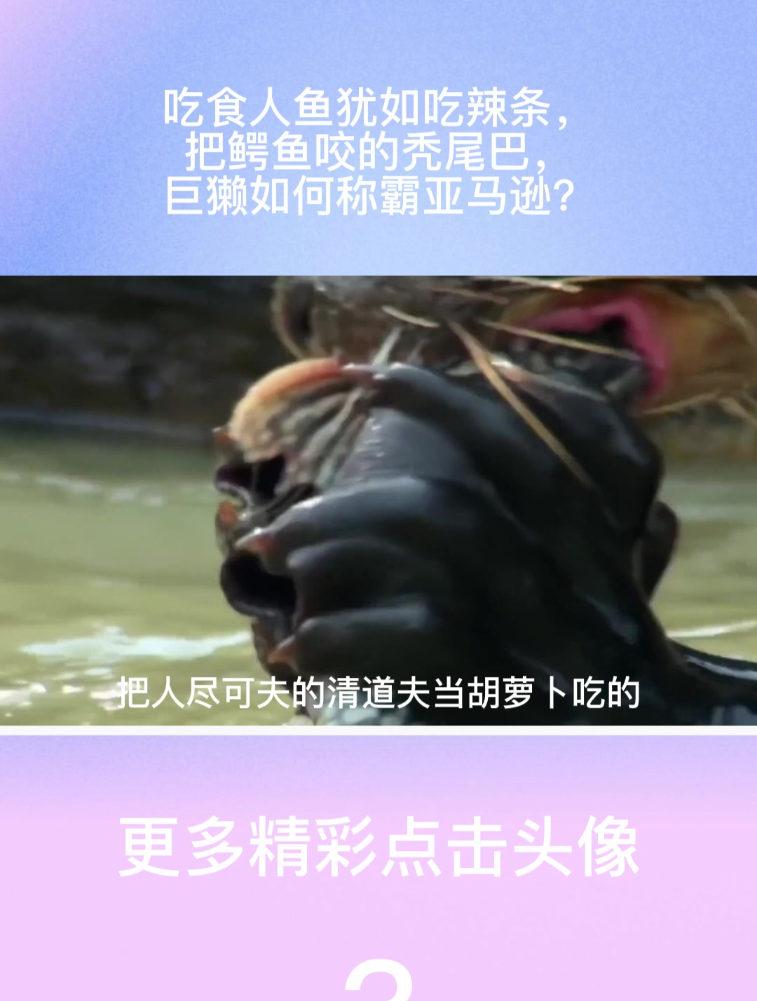 吃食人鱼犹如吃辣条,把鳄鱼咬的秃尾巴,巨獭如何称霸亚马逊?3