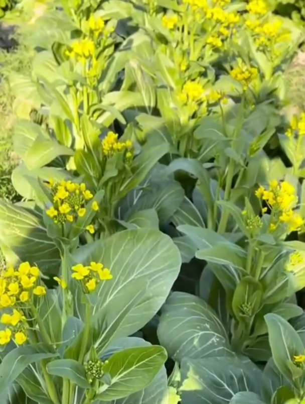不吃叶只吃心的蔬菜“四九菜心”,既能当花看又能当菜吃