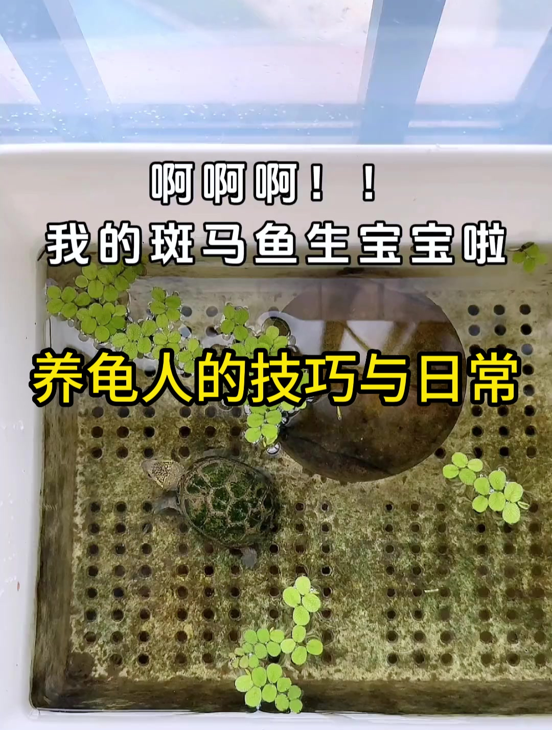 我的斑马鱼生宝宝了?养父是小乌龟!