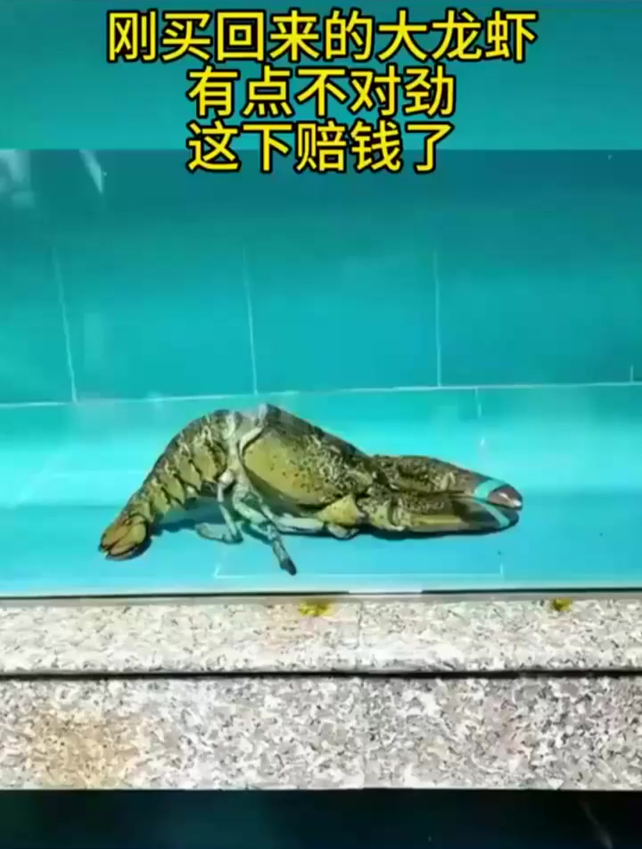 刚买回来的大龙虾,有点不对劲,这下赔钱了!