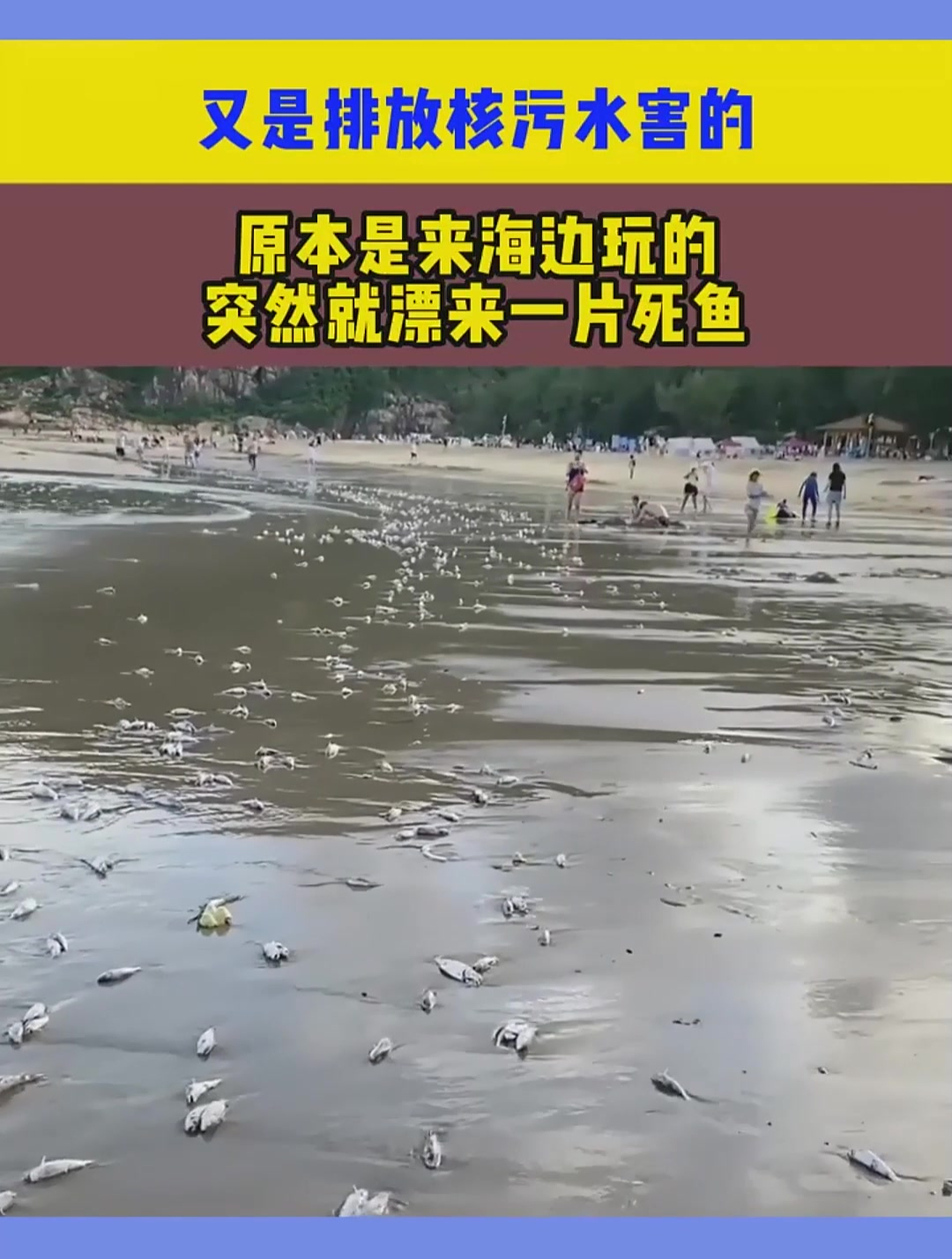 又是排放核污水害的,原本是来海边玩的,突然就漂来一片死鱼