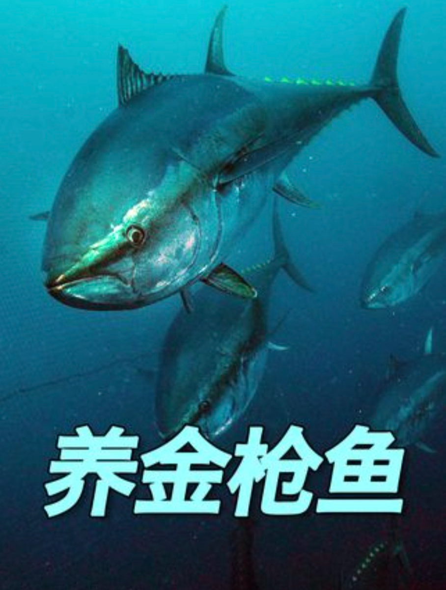 探秘蓝鳍金枪鱼是如何养殖的?200斤鱼需要5.6万,不游泳就会挂掉