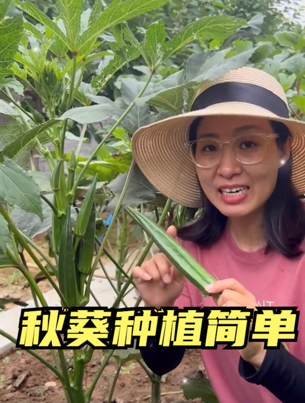 秋葵被称为“黄金蔬菜”,常吃美容养颜,这样种植,口感好产量高