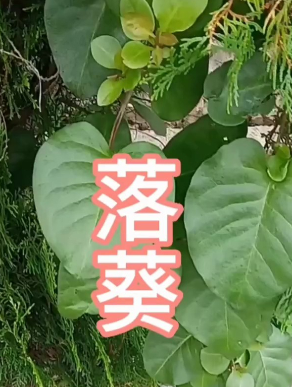 落葵,又叫潺菜,常见的食用蔬菜,有吃过的吗?