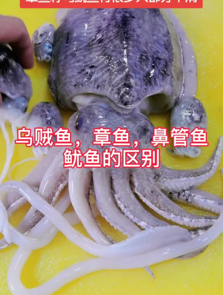 乌贼。章鱼。海兔。鱿鱼的区别,你能都认识吗?