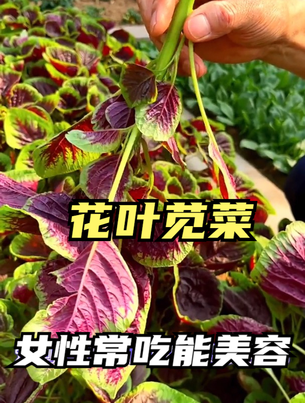 红苋菜的汤汁为何是红色?它有毒吗?看完才知道,别吃错了!