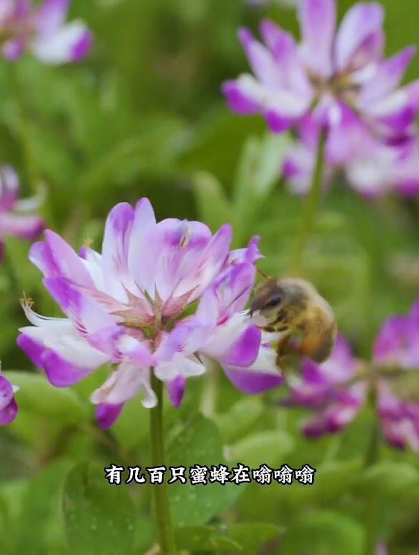 最近大鱼大肉吃腻了,我们出去找点野菜吃一下