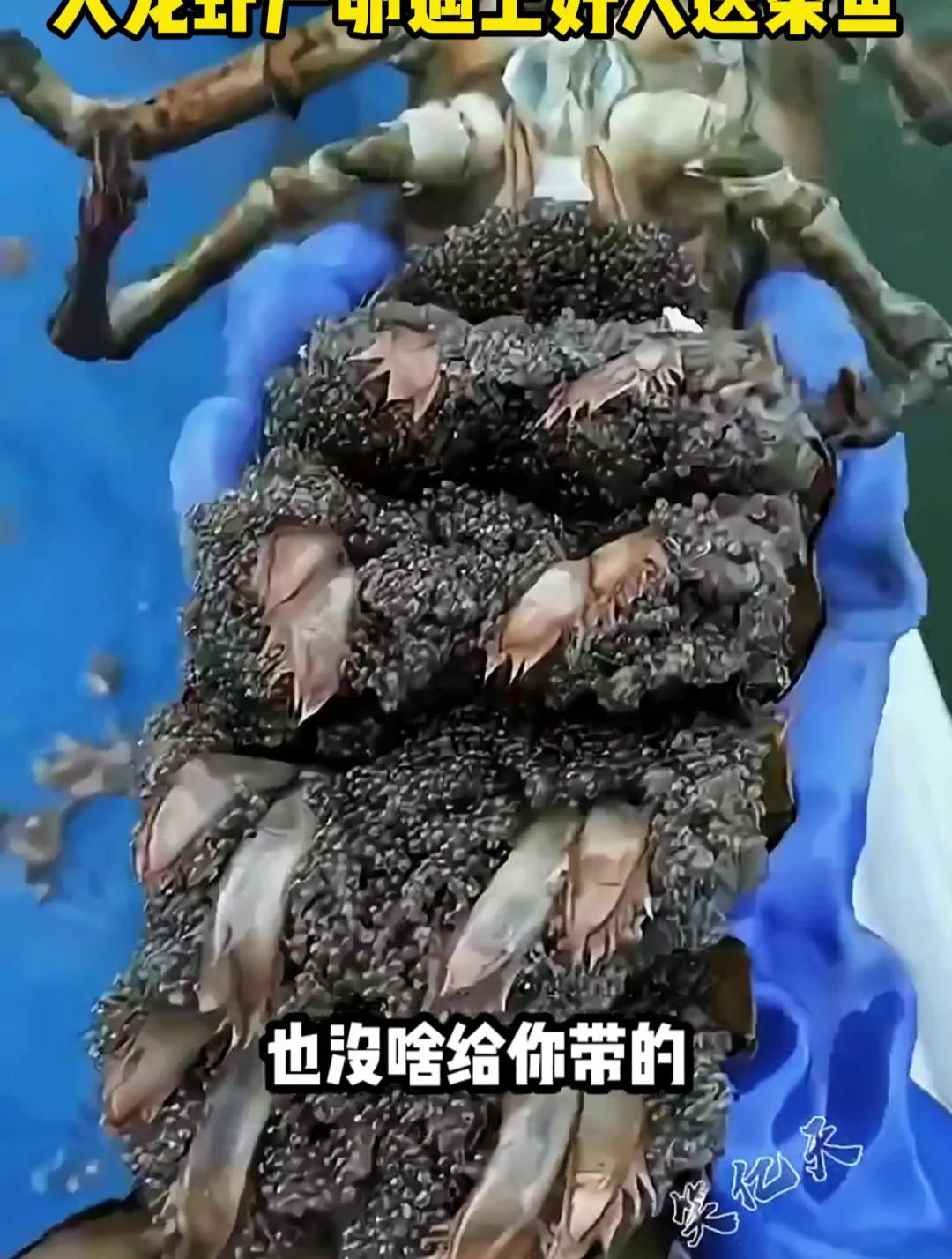 大龙虾产卵遇上好人送条鱼