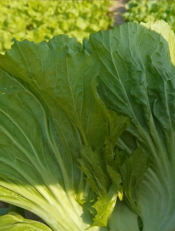 包心芥菜长势喜人,口感浓郁脆嫩,生吃脆爽,做酸菜开胃风味佳!