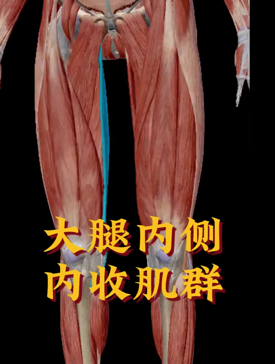 肌肉解剖内收肌x型腿纠正