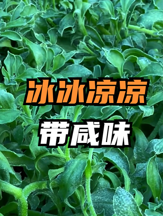 冰菜是从冰箱拿出来的菜吗?网友:它是一种营养价值高的“仙草”