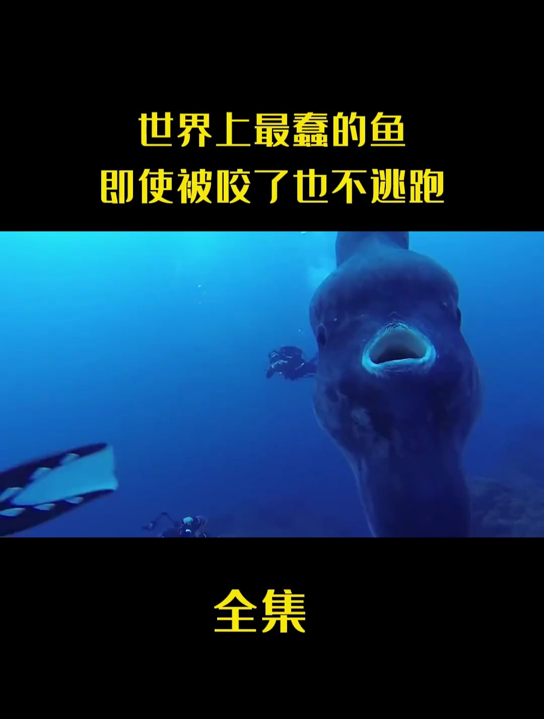 世界上最蠢的鱼 即使被咬了也不逃跑 为什么至今还没有灭绝呢
