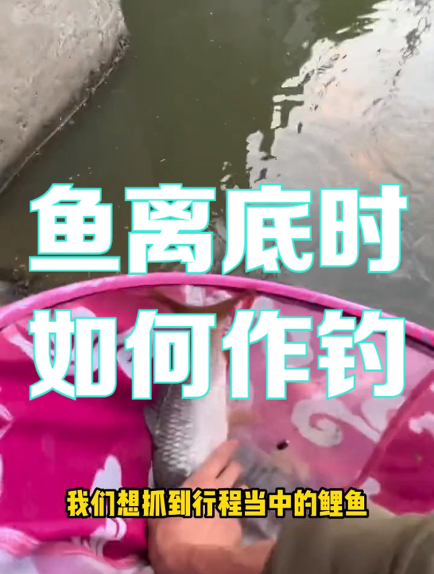 浮漂经常有假动作,那么鱼离底时应该如何作钓?