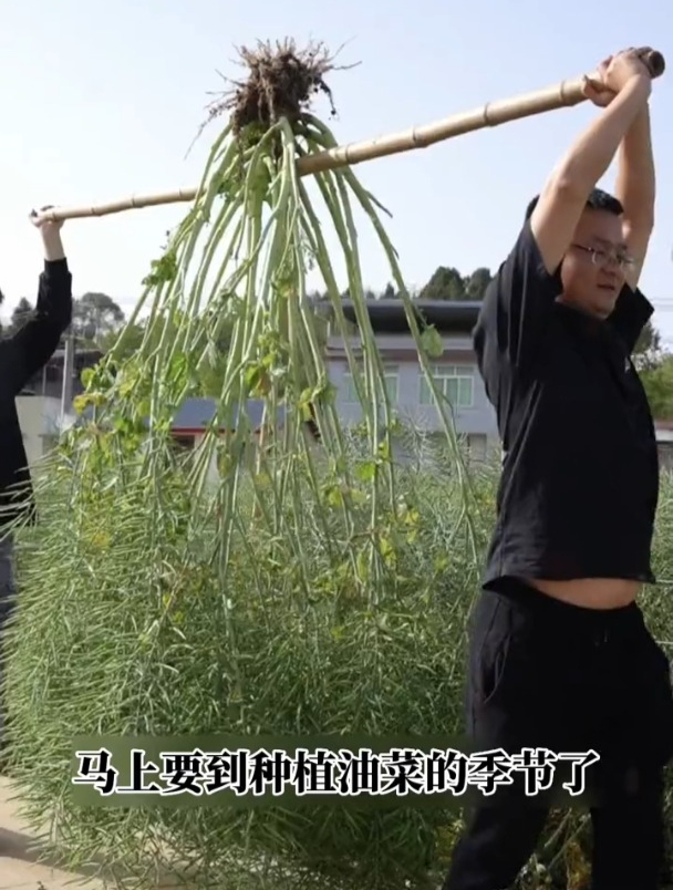 抗倒伏,籽粒大的华油菜籽,分枝能力强,专用来制作“菜籽油”