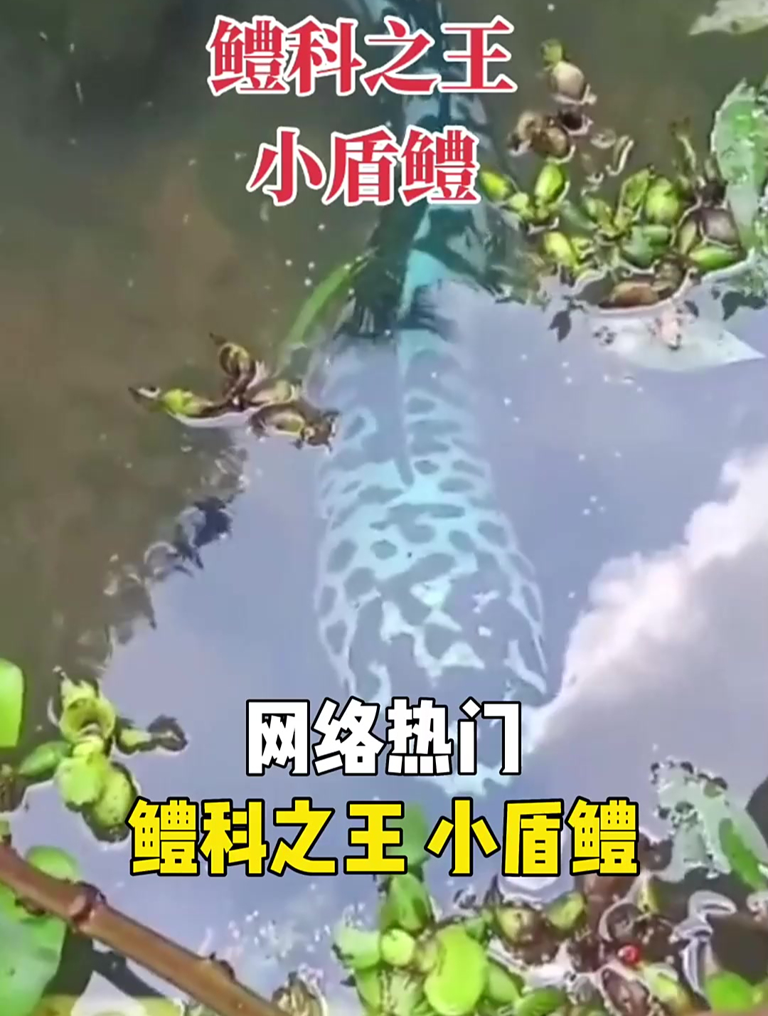 鳢科之王小盾鳢