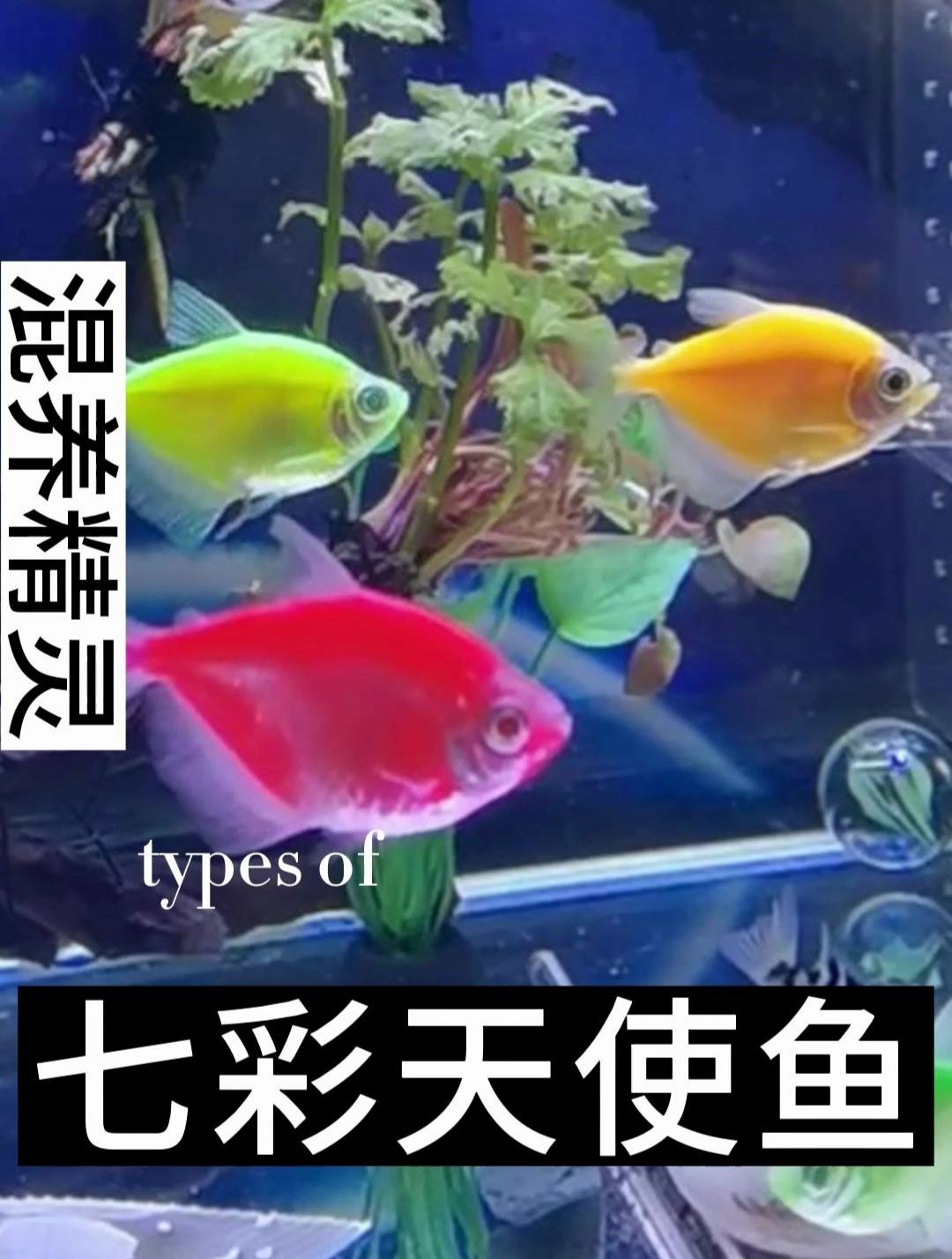 七彩天使鱼,一共有两个色系,每个色7种颜色
