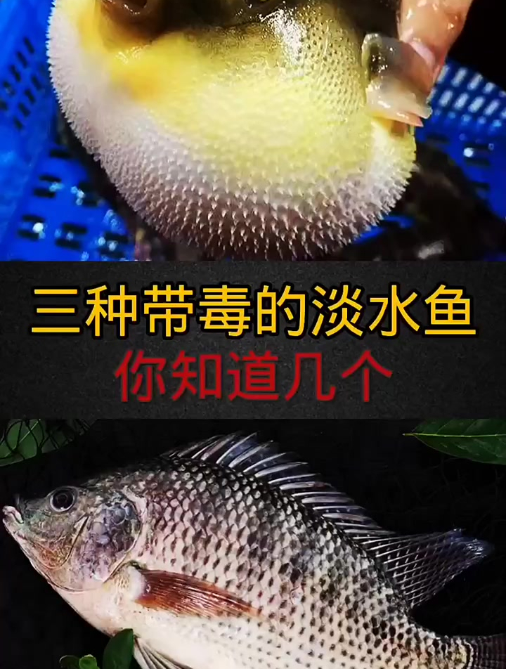 三种带毒的淡水鱼,你知道几个