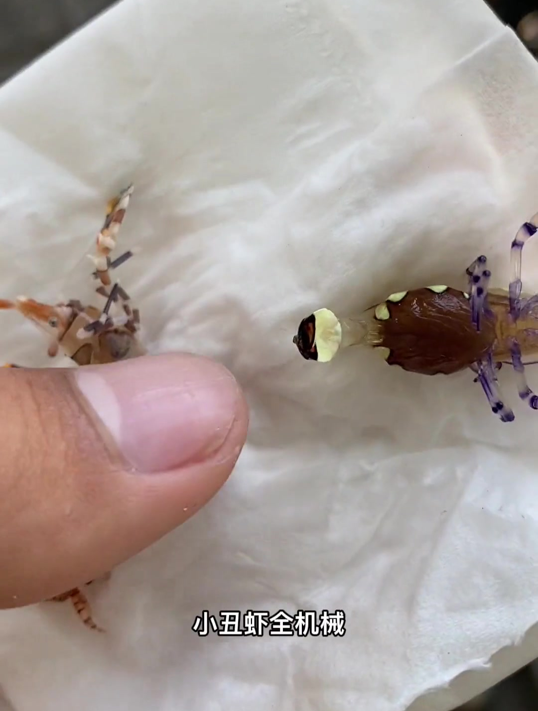 海洋生物海水鱼珊瑚赶海海洋动物