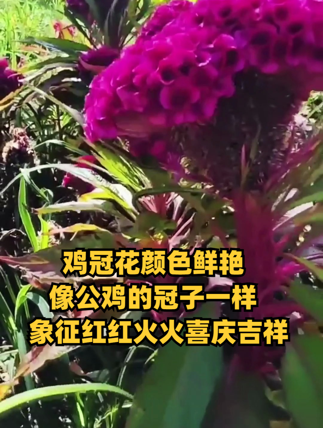 鸡冠花颜色鲜艳,像公鸡的冠子一样,象征红红火火喜庆吉祥