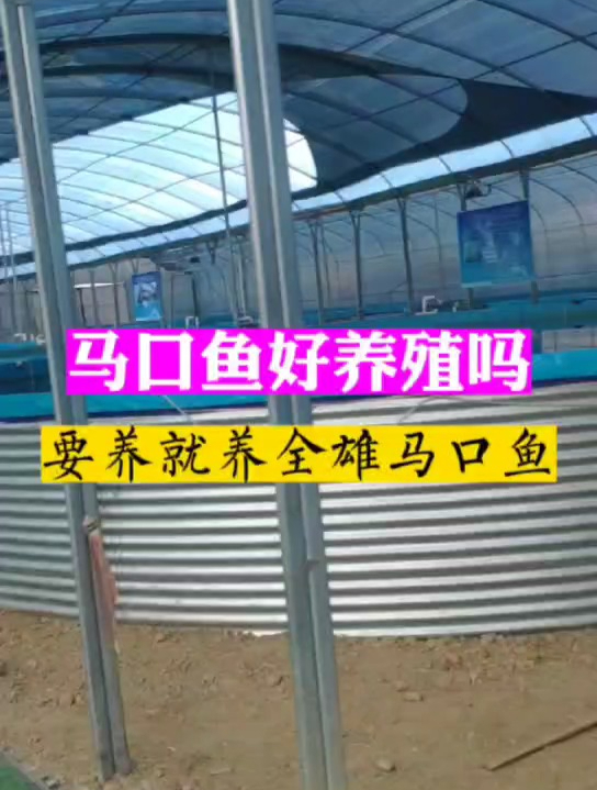 马口鱼养殖容易吗