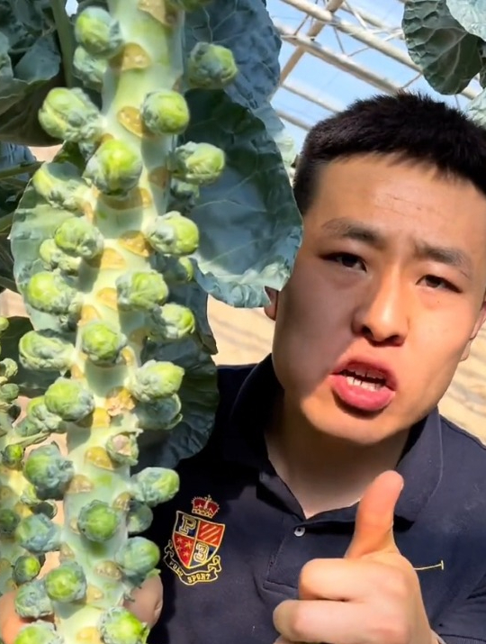 被称为世界上最难吃的蔬菜“孢子甘蓝”,营养价值却极高!