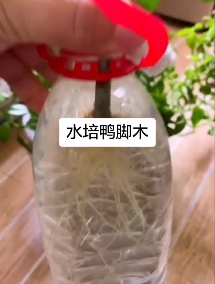 水培鸭脚木热门盆景花卉绿植花卉盆栽