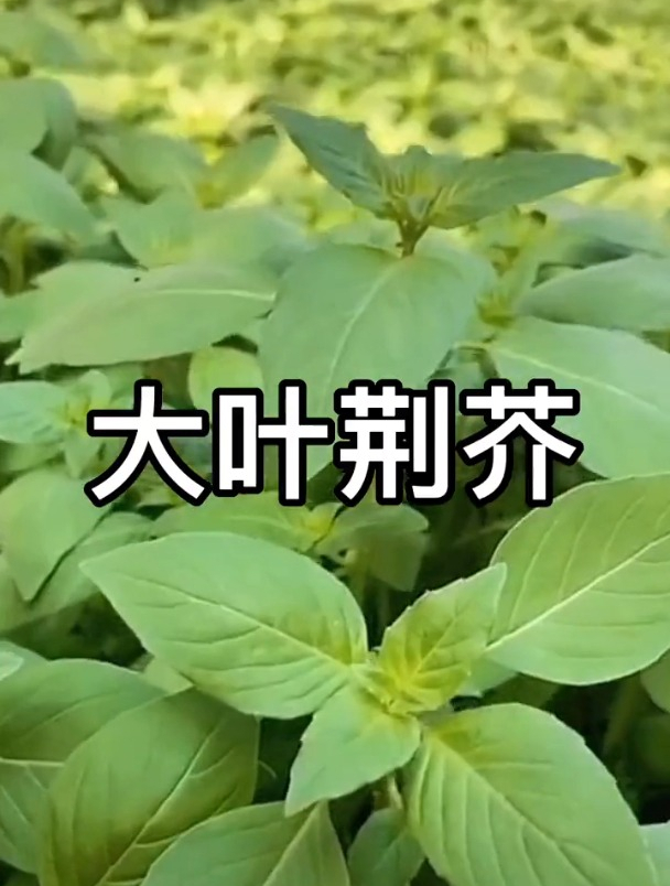 “土荆芥”又名臭菜,吃过的都说很上头,家庭种植别错过!