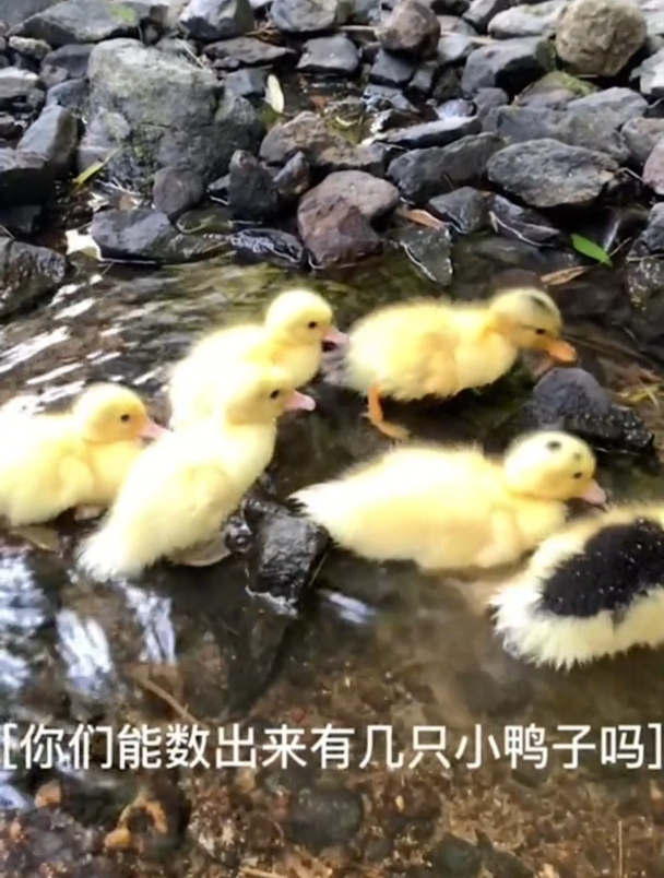 科尔鸭 小鸭子游泳