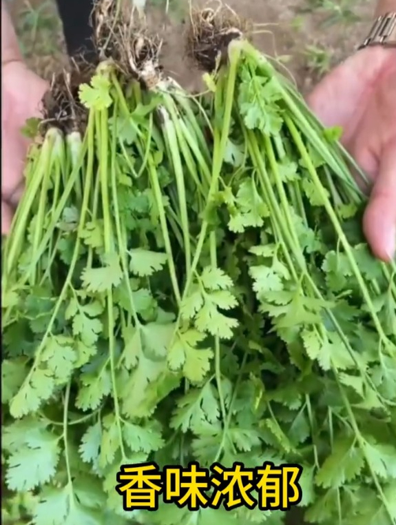 种秋香菜,用这几个妙招,长势十分的好!