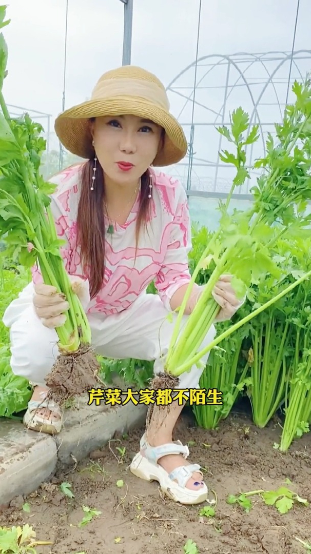水果芹菜口感鲜嫩能生吃,生长速度快,你种过吗?