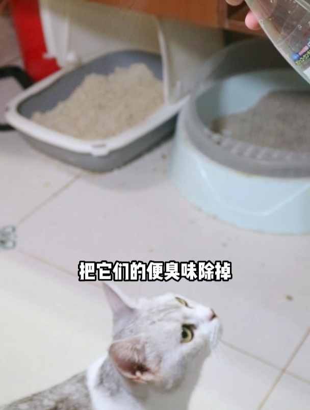 猫咪拉屎太臭怎么办?