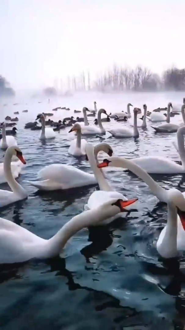 治愈风景欣赏:这几年在新疆拍的天鹅,分享给大家