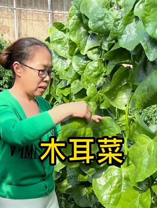 这种爬藤菜,叶子长得像猪耳,口感脆嫩,撇着叶子吃,四季吃不够
