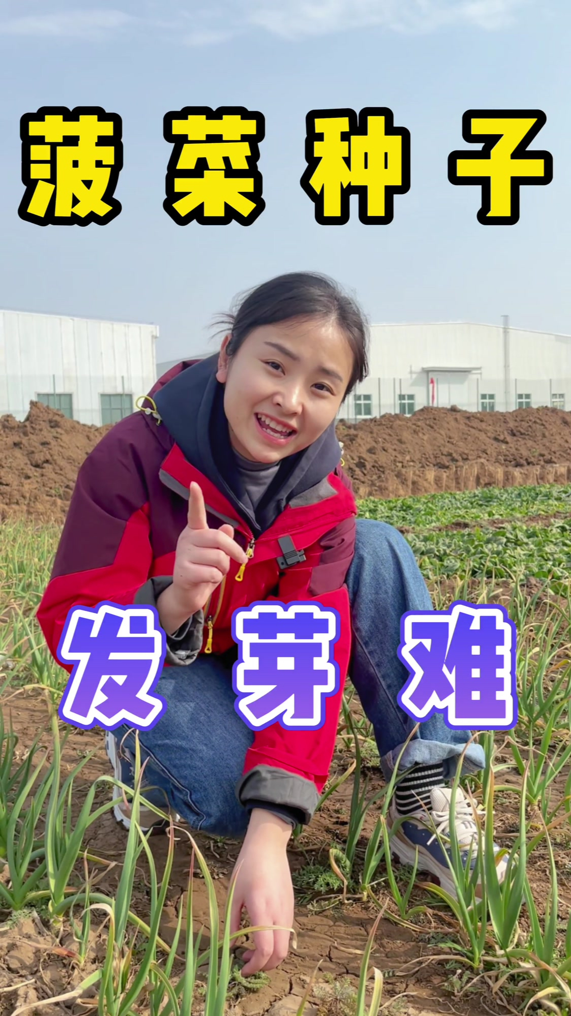 菠菜种子发芽难怎么办?试试这个浸种办法