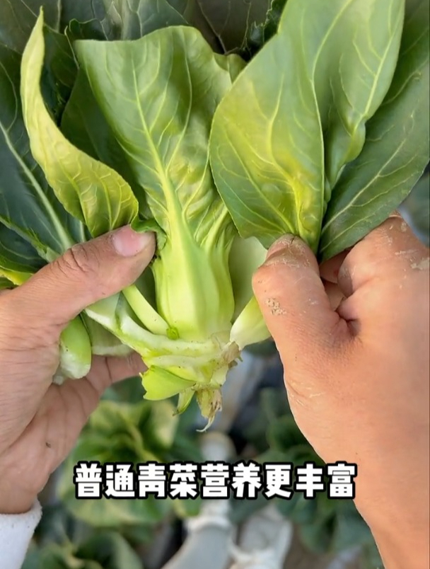 这种菜市场前景好,黑叶矮脚品种,油菜中的“天花板”