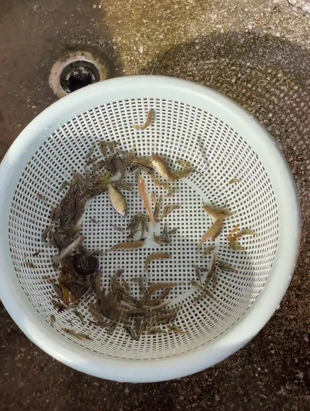 今天给小乌龟捞点小鱼小虾吃吧