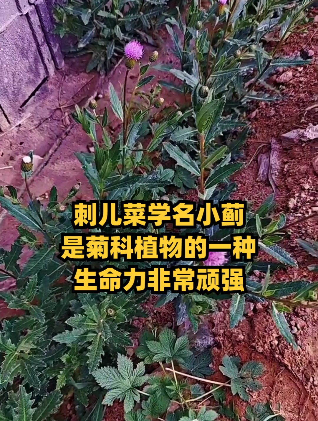 刺儿菜学名小蓟,是菊科植物的一种,生命力非常顽强