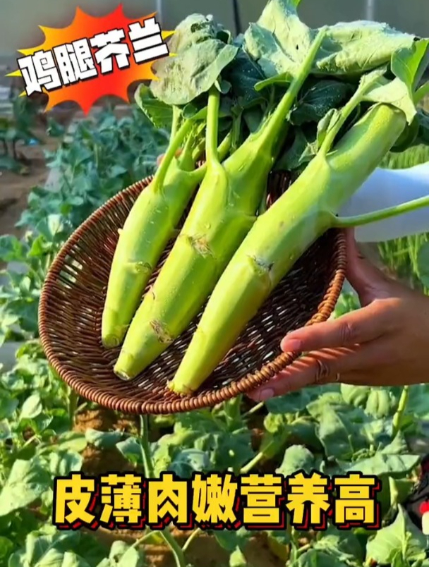 在家栽种鸡腿芥蓝,颗颗比胳膊还粗,营养价值高,四季采摘!