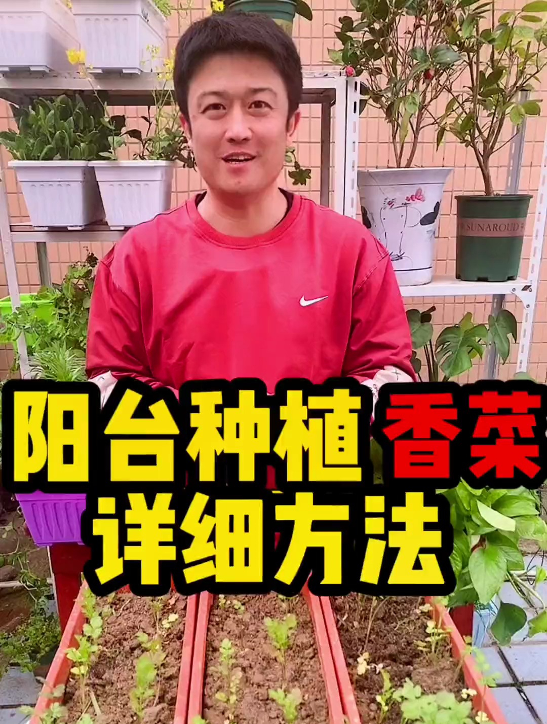 知道了这个方法你家的香菜是真的吃不完,香菜怎么种植