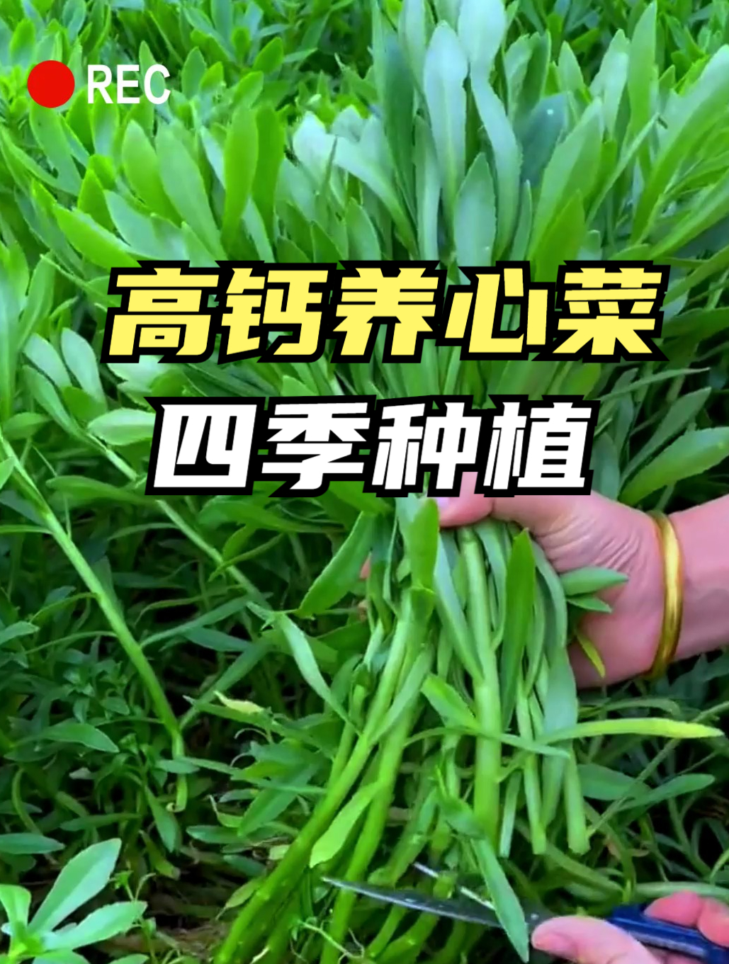 农村一种“高钙菜”,撒籽就疯长,营养比大骨头强,常吃有利健康