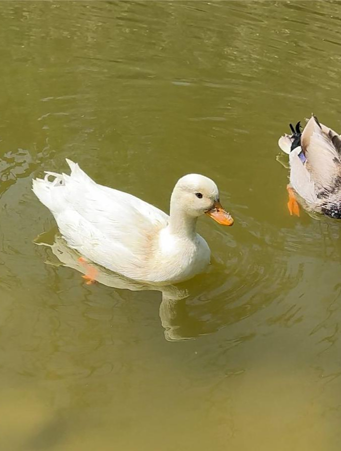 “我家鸭子的逗比行为,让人忍俊不禁!”
