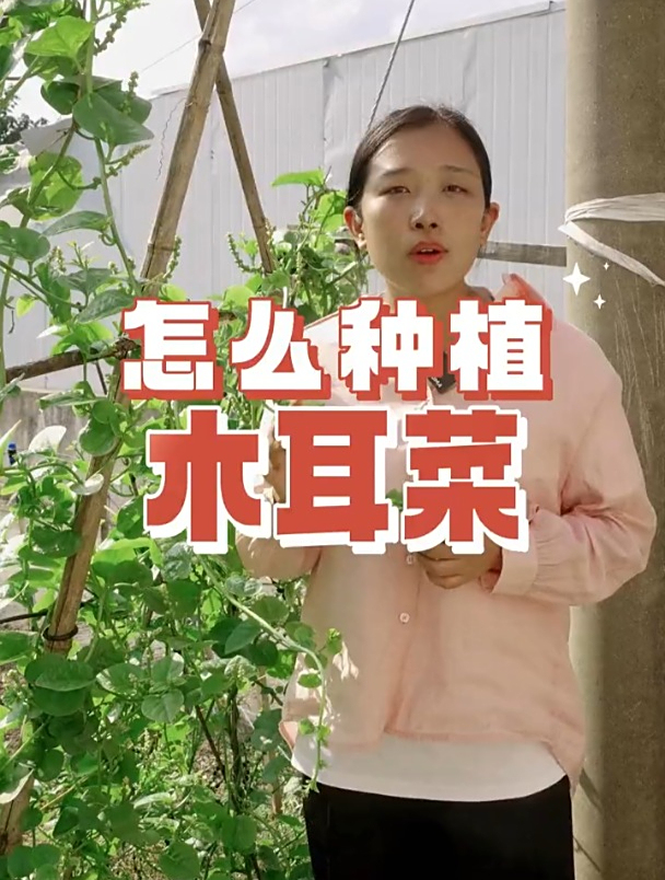 木耳菜如何种植?种植时间和方法,30秒教会你